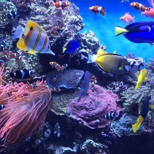 Meet your Posher, Lanell